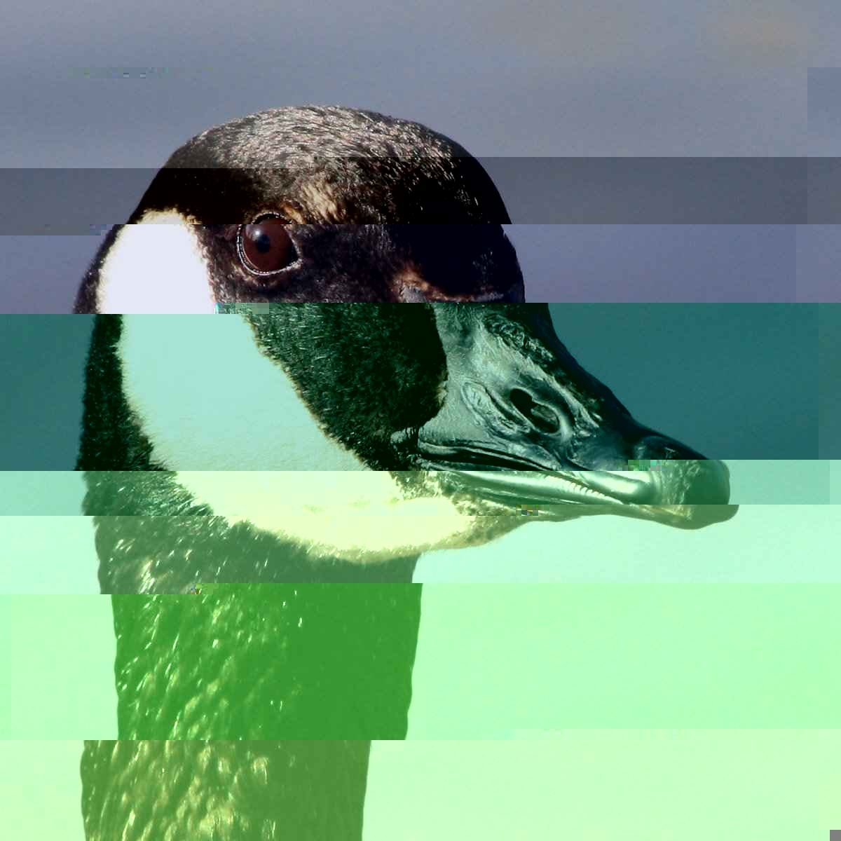 Logo Glitch